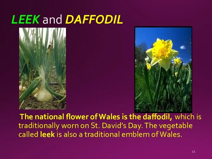 LEEK and DAFFODIL The national flower of Wales is the daffodil,