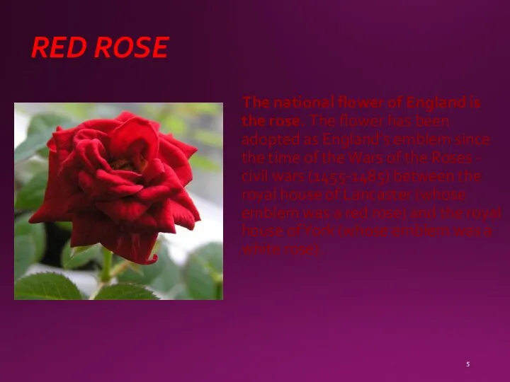 RED ROSE The national flower of England is the rose. The