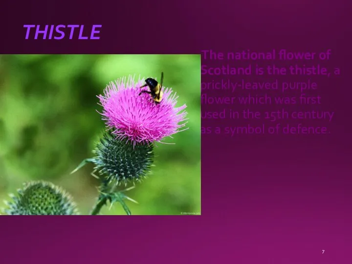 THISTLE The national flower of Scotland is the thistle, a prickly-leaved