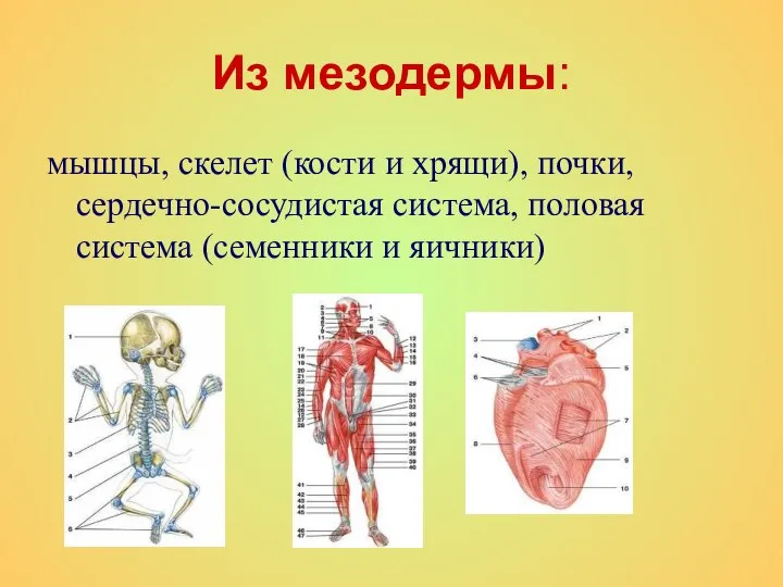 Из мезодермы: мышцы, скелет (кости и хрящи), почки, сердечно-сосудистая система, половая система (семенники и яичники)