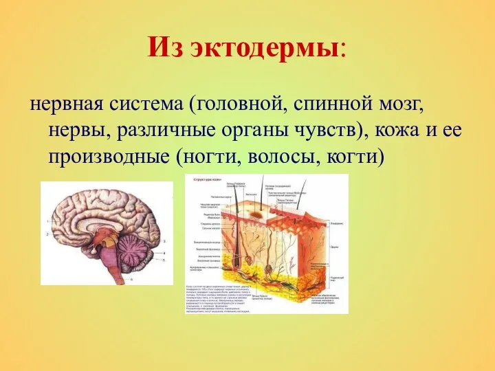 Из эктодермы: нервная система (головной, спинной мозг, нервы, различные органы чувств),