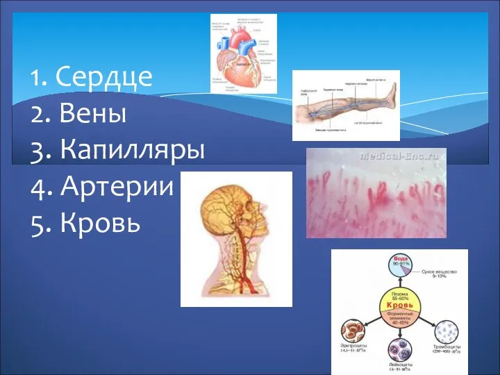 1. Сердце 2. Вены 3. Капилляры 4. Артерии 5. Кровь