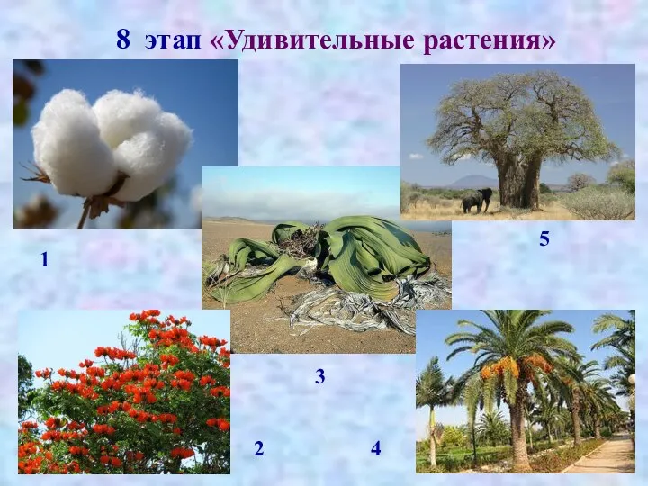 8 этап «Удивительные растения» 1 2 3 4 5