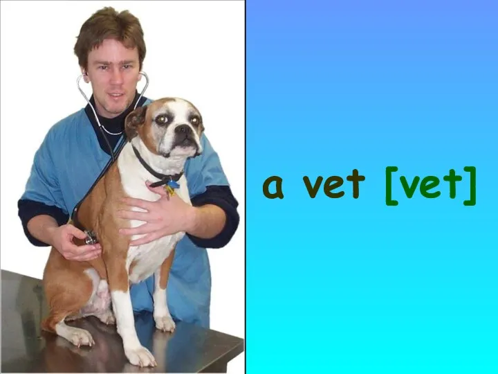 a vet [vet]