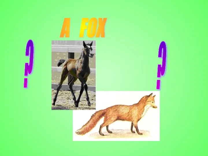 A FOX ? ?