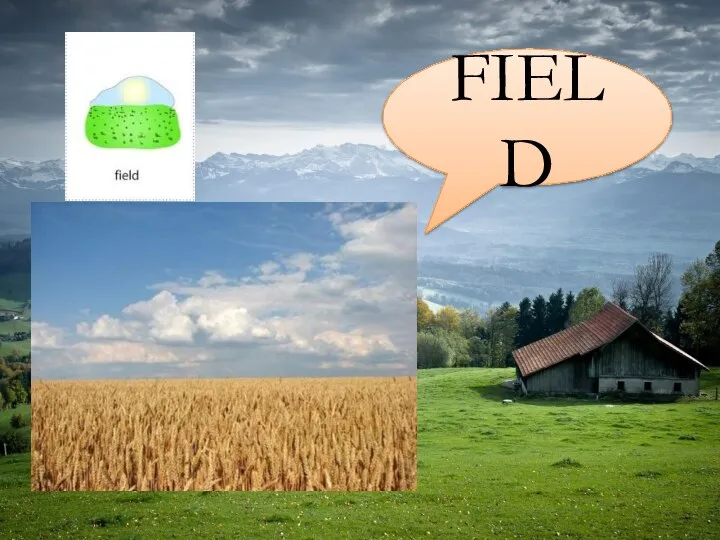 FIELD