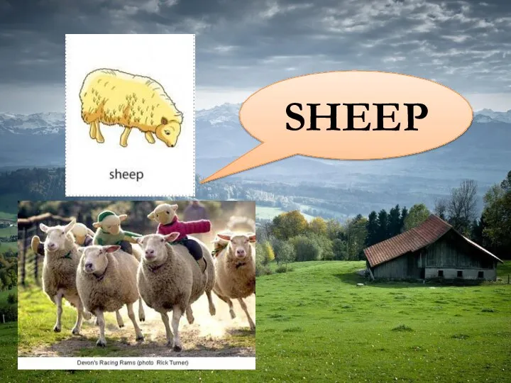 SHEEP