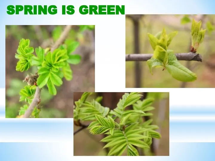 SPRING IS GREEN