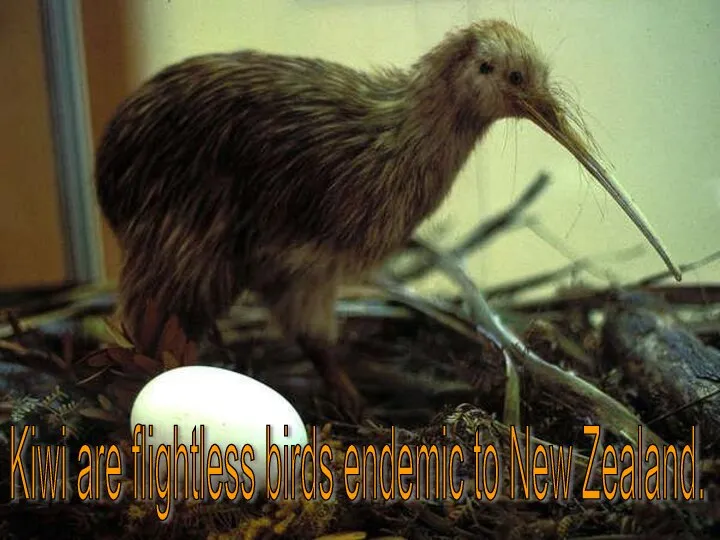 Kiwi are flightless birds endemic to New Zealand.