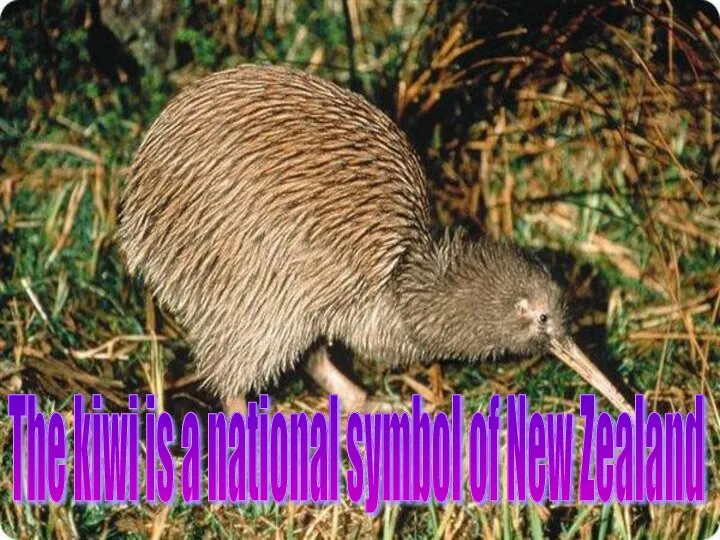 The kiwi is a national symbol of New Zealand