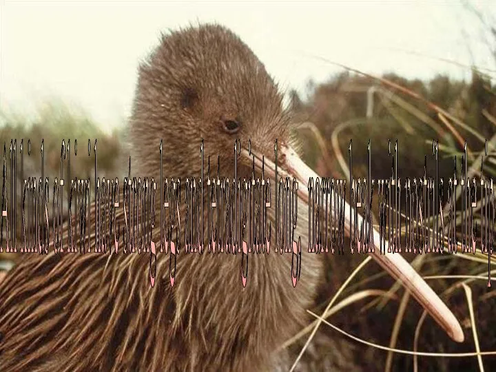 All kinds of kiwi have strong legs and tetradigitate long, narrow