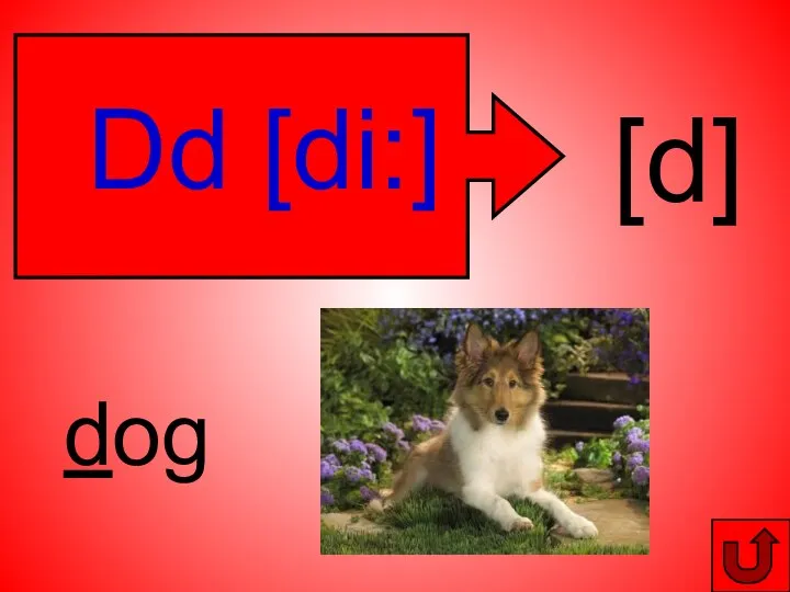 Dd [di:] [d] dog