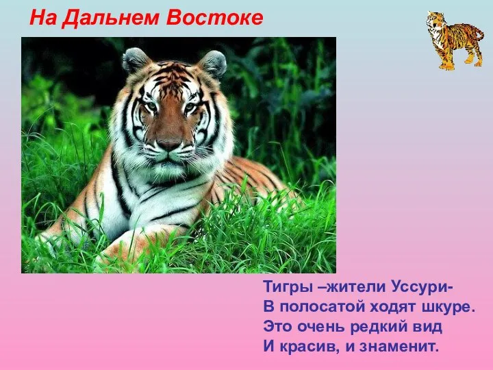 На Дальнем Востоке Тигры –жители Уссури- В полосатой ходят шкуре. Это