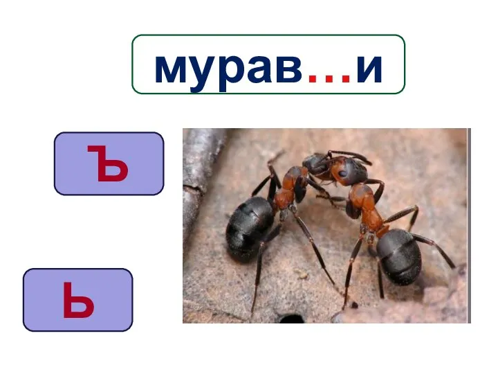 Ь Ъ мурав…и