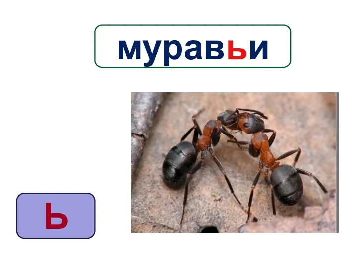 Ь муравьи