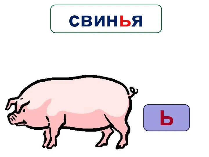 Ь свинья