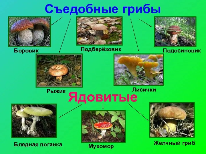 Съедобные грибы Ядовитые Боровик Подосиновик Подберёзовик Рыжик Лисички Бледная поганка Мухомор Желчный гриб