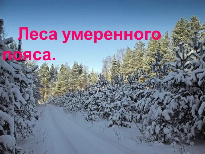 Леса умеренного пояса.