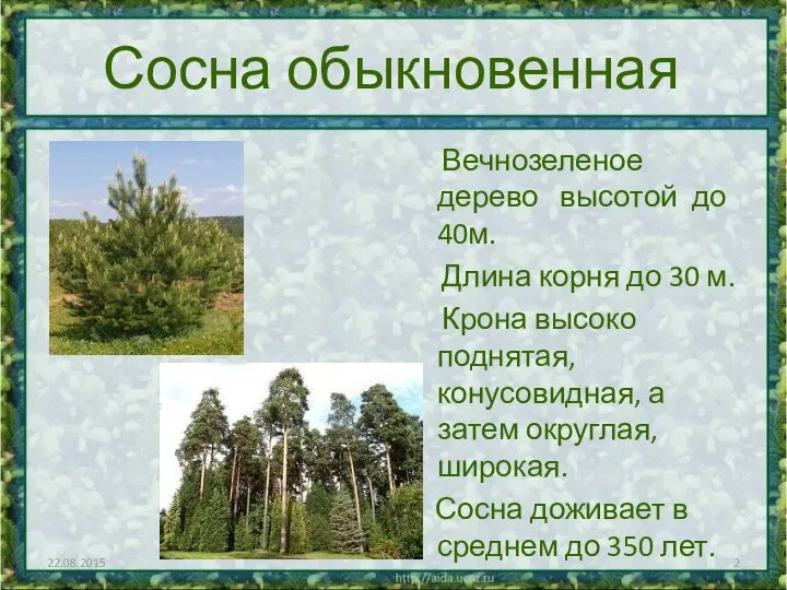 Сосна обыкновенная Вечнозеленое дерево высотой до 40м. Длина корня до 30