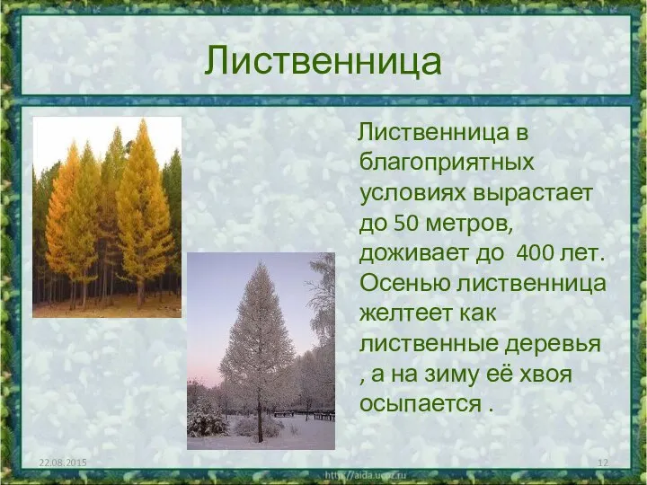 Лиственница Лиственница в благоприятных условиях вырастает до 50 метров, доживает до