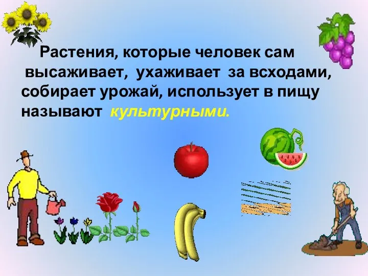 Растения, которые человек сам высаживает, ухаживает за всходами, собирает урожай, использует в пищу называют культурными.