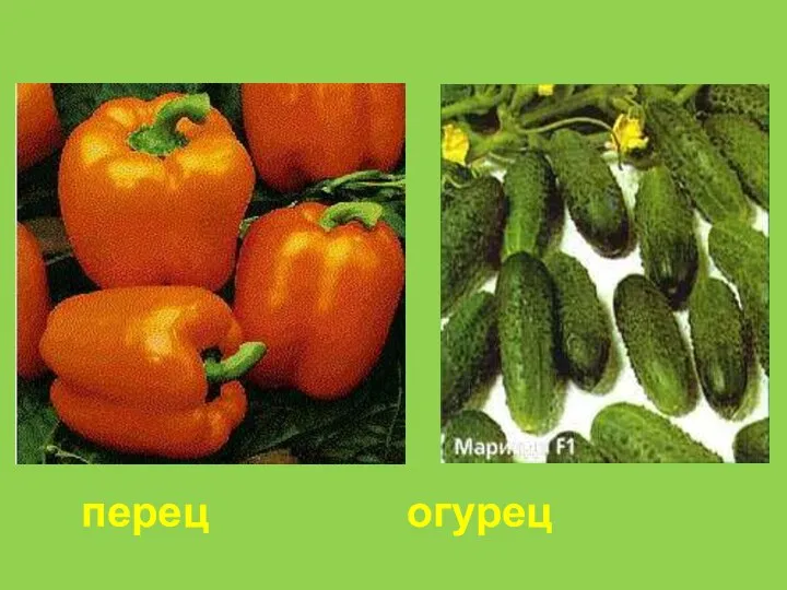 перец огурец