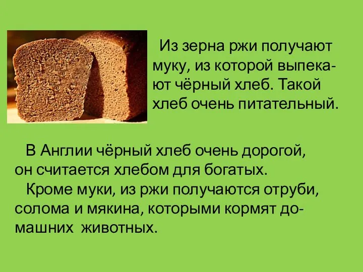Из зерна ржи получают муку, из которой выпека- ют чёрный хлеб.