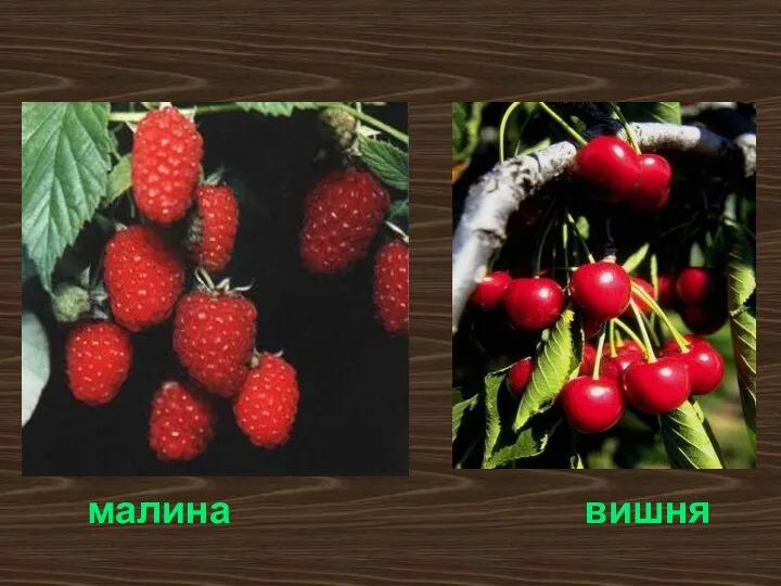 малина вишня