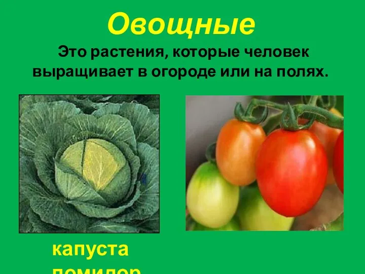 Овощные Это растения, которые человек выращивает в огороде или на полях. капуста помидор