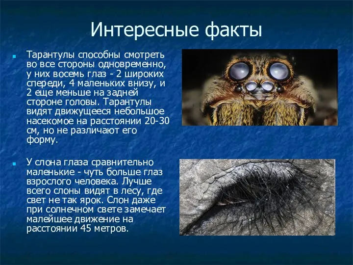 Интересные факты Тарантулы способны смотреть во все стороны одновременно, у них