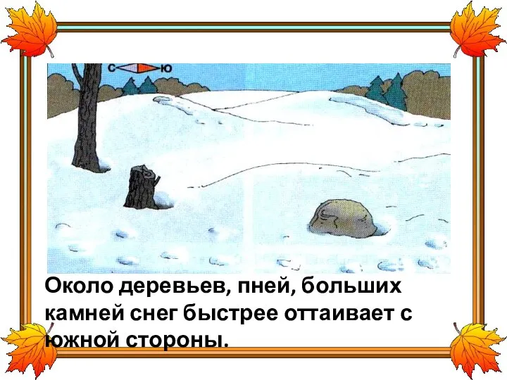 Около деревьев, пней, больших камней снег быстрее оттаивает с южной стороны.