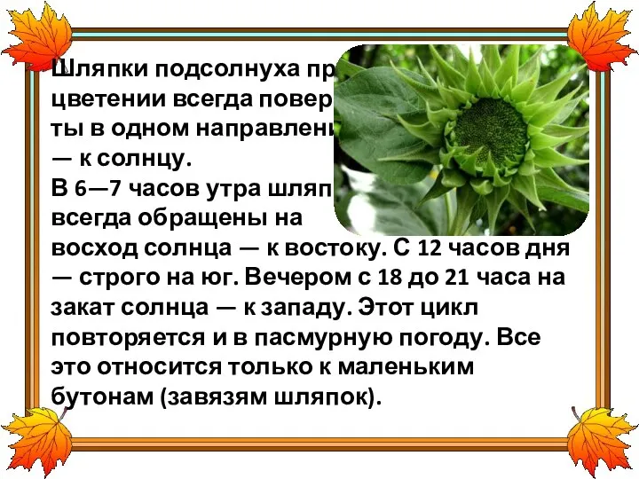 Шляпки подсолнуха при цветении всегда поверну- ты в одном направлении —