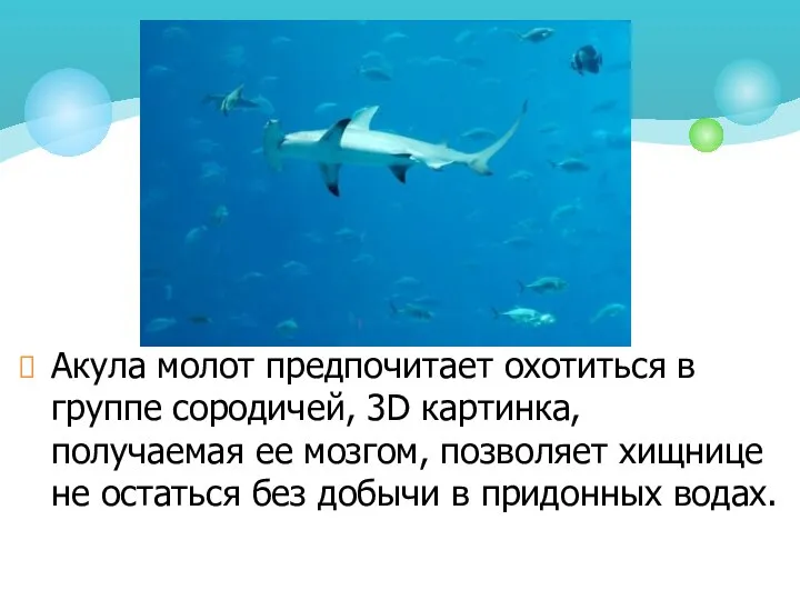 Акула молот предпочитает охотиться в группе сородичей, 3D картинка, получаемая ее