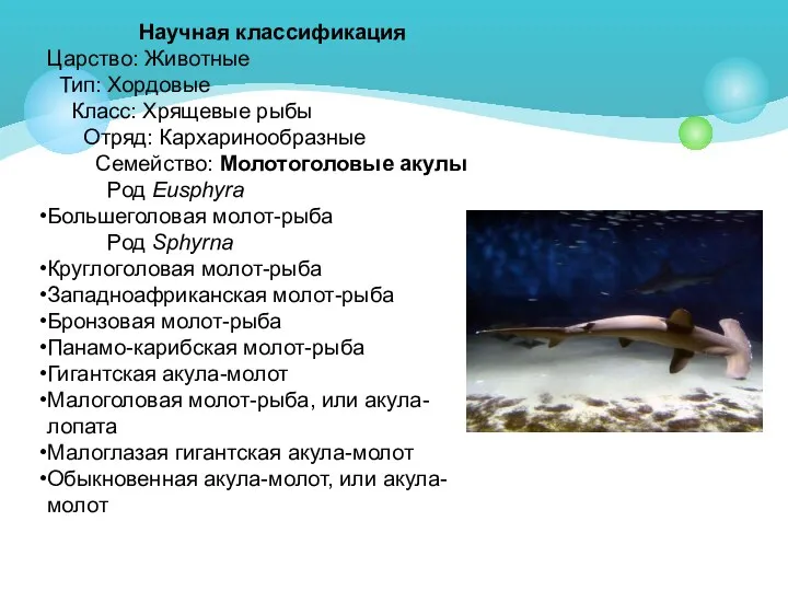 Научная классификация Царство: Животные Тип: Хордовые Класс: Хрящевые рыбы Отряд: Кархаринообразные