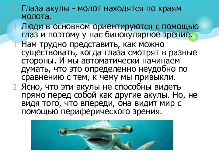 Глаза акулы - молот находятся по краям молота. Люди в основном