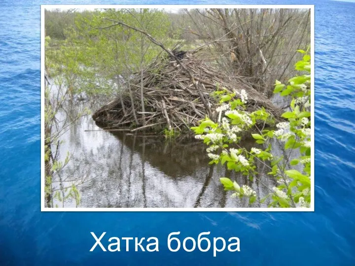 Хатка бобра