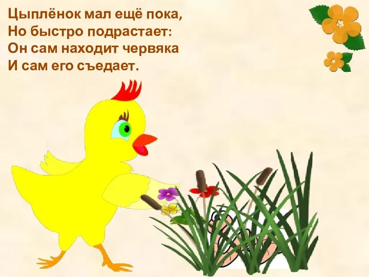 Цыплёнок мал ещё пока, Но быстро подрастает: Он сам находит червяка И сам его съедает.