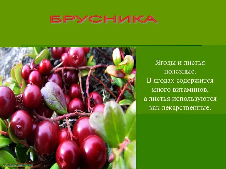 БРУСНИКА Ягоды и листья полезные. В ягодах содержится много витаминов, а листья используются как лекарственные.