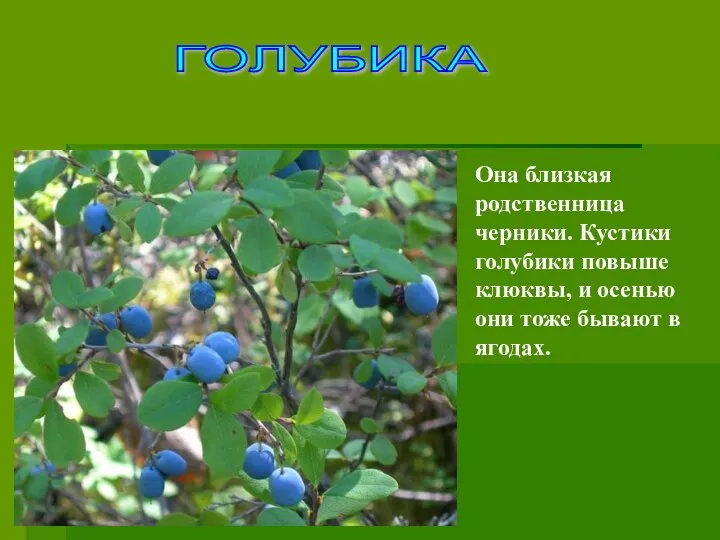 ГОЛУБИКА Она близкая родственница черники. Кустики голубики повыше клюквы, и осенью они тоже бывают в ягодах.