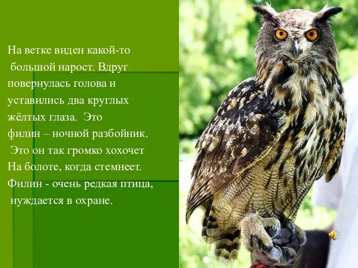 На ветке виден какой-то большой нарост. Вдруг повернулась голова и уставились