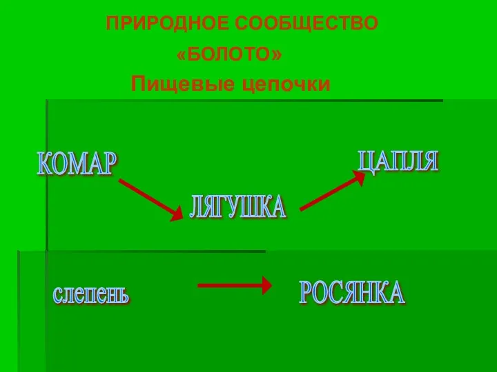 ПРИРОДНОЕ СООБЩЕСТВО «БОЛОТО» Пищевые цепочки КОМАР ЛЯГУШКА ЦАПЛЯ слепень РОСЯНКА