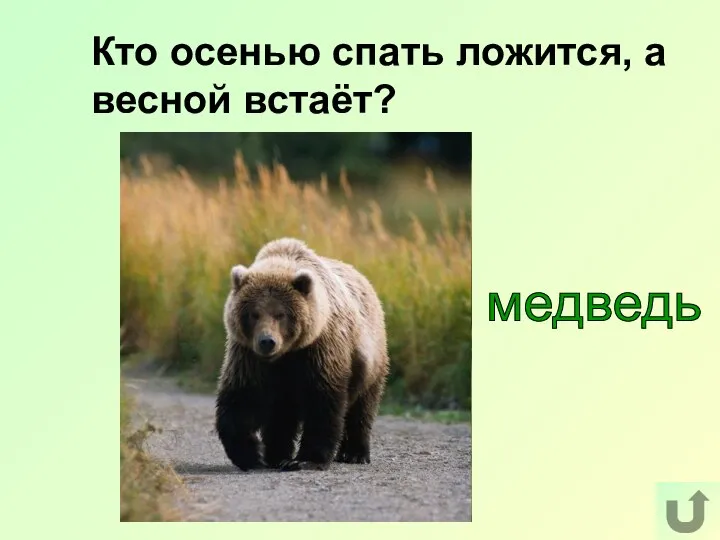 Кто осенью спать ложится, а весной встаёт? медведь