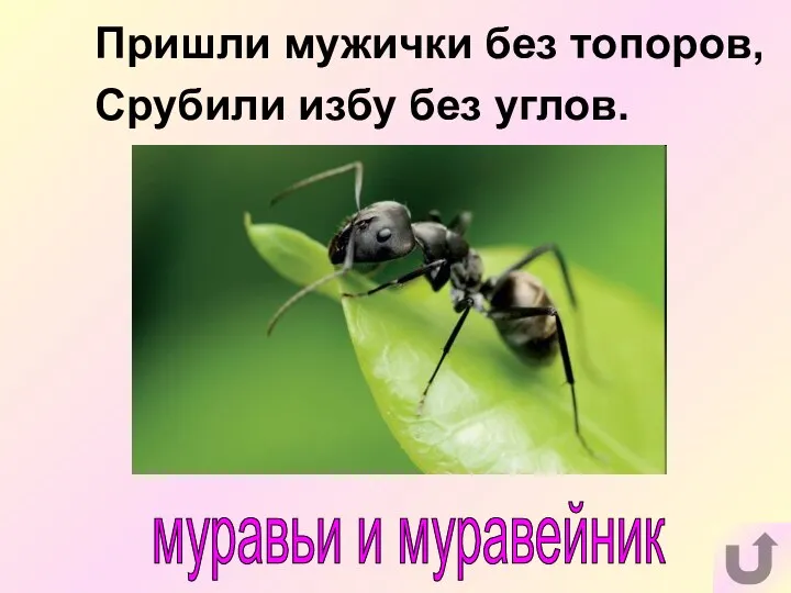 Пришли мужички без топоров, Срубили избу без углов. муравьи и муравейник