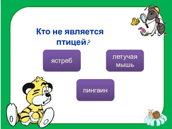 Кто не является птицей? летучая мышь ястреб пингвин