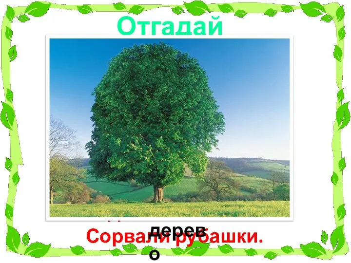 Отгадай загадки Его весной и летом Мы видели одетым. А осенью с бедняжки Сорвали рубашки. дерево