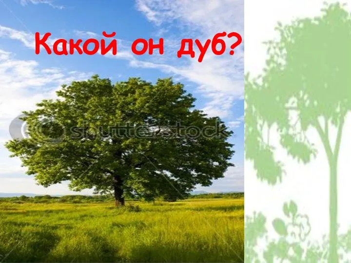 Какой он дуб?