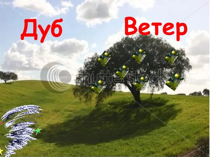 Дуб Ветер