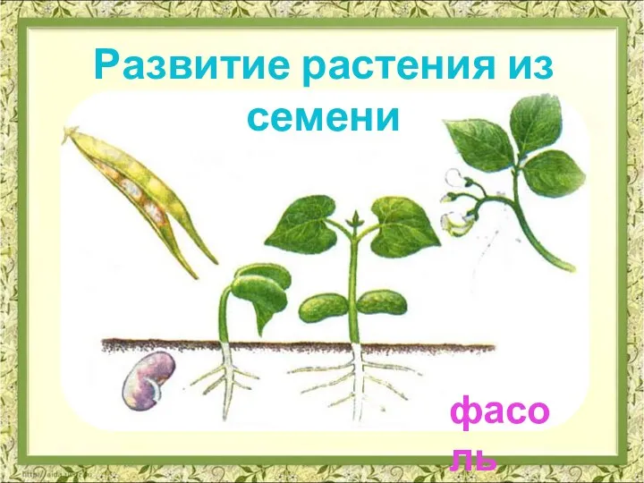 Развитие растения из семени фасоль