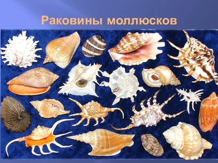 Раковины моллюсков