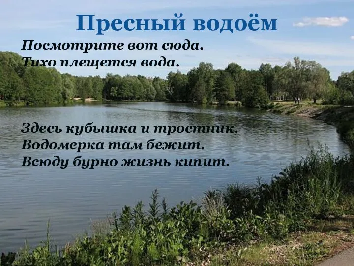 Пресный водоём Посмотрите вот сюда. Тихо плещется вода. Здесь кубышка и